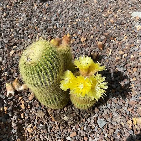 Adeje Vina Del Mar Lejlighed