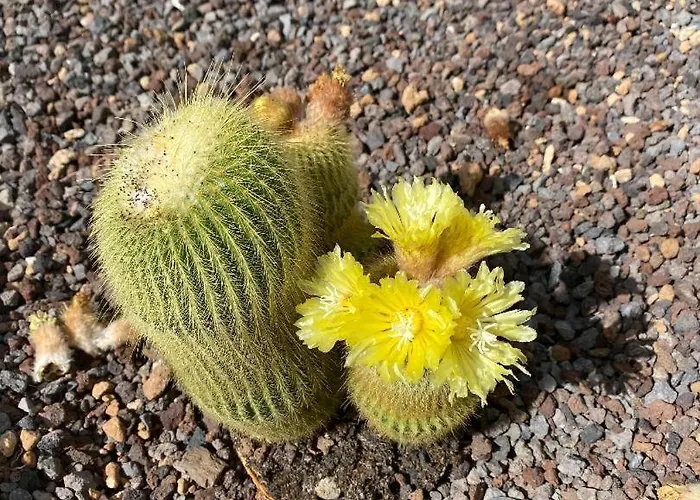 Adeje Vina Del Mar アパート